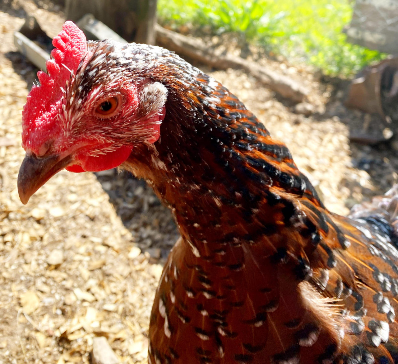 Portrait of Dottie the chiclen.