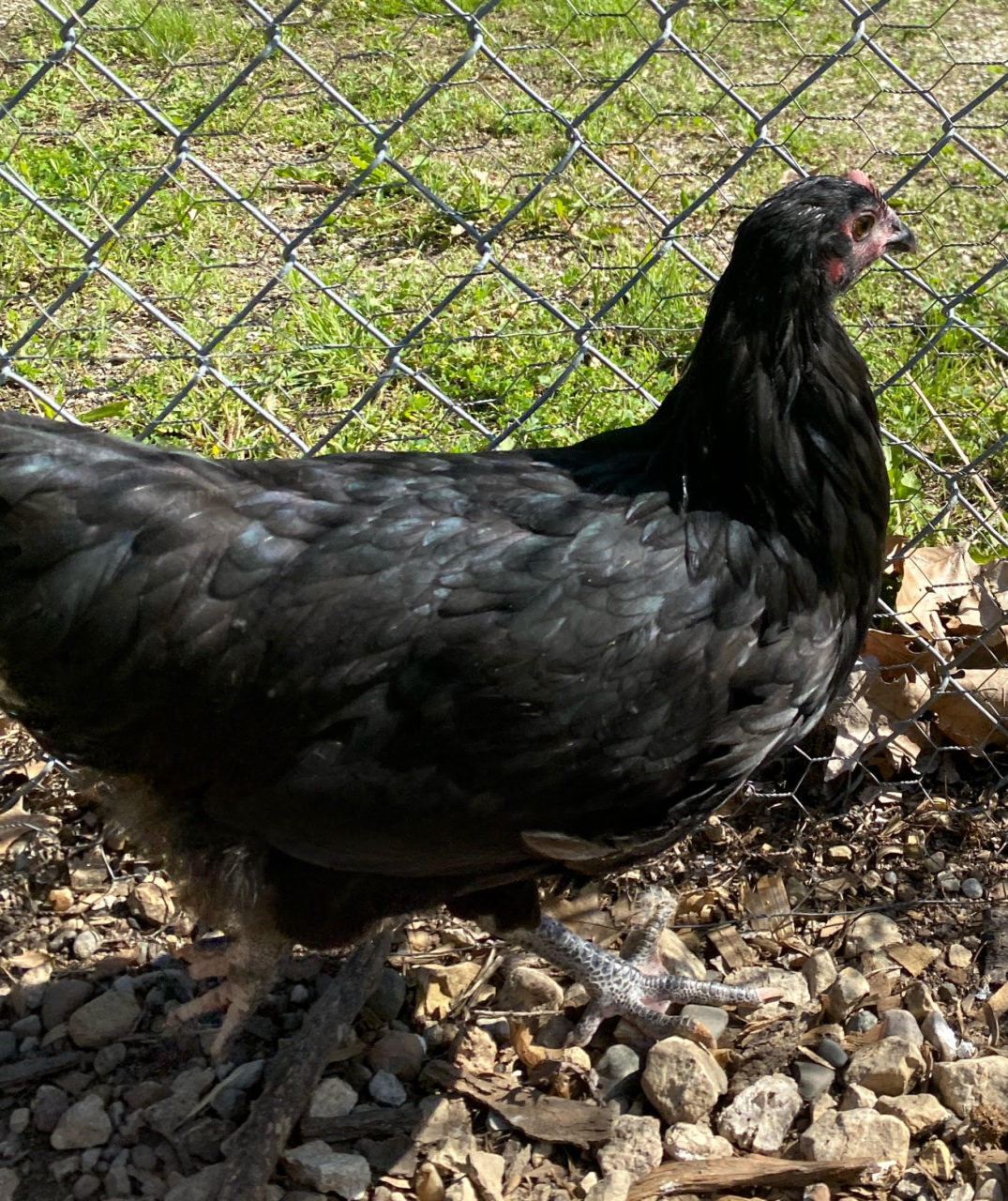 Portrait of Justine the chicken.