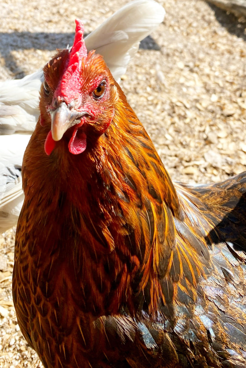 Portrait of Kiersten the chicken.