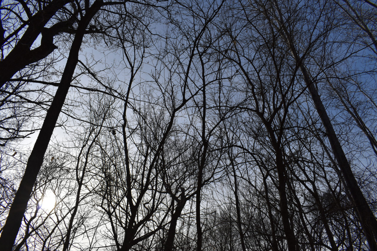 Nature Therapy in Hastings