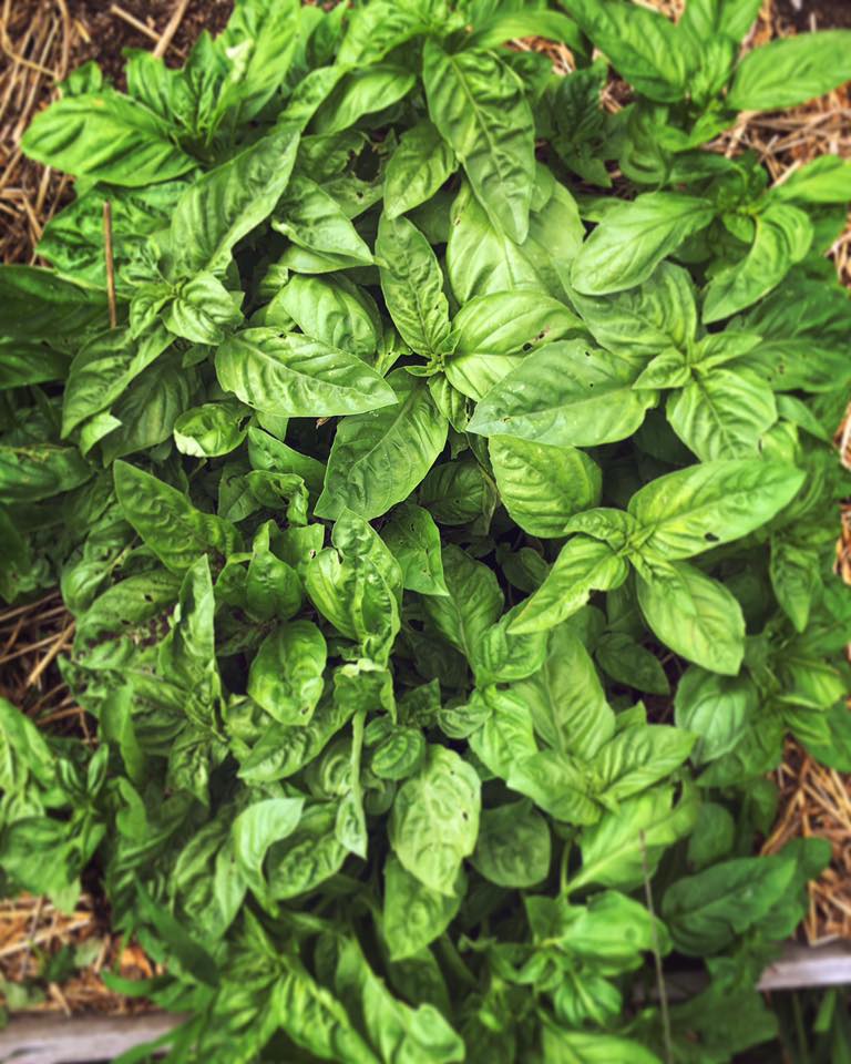 Basil growing