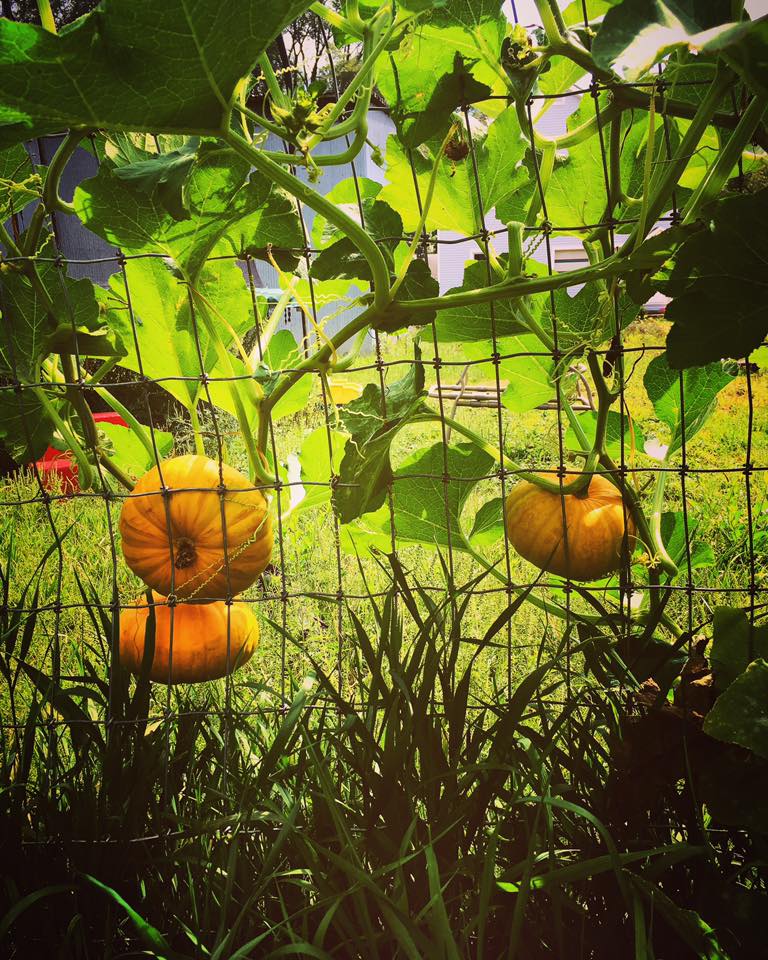 Pumpkins in Waterloo garden